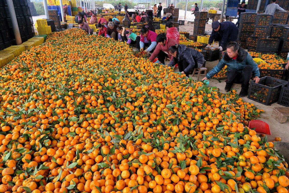 沙糖桔还敢种吗,种沙糖桔技术和视频