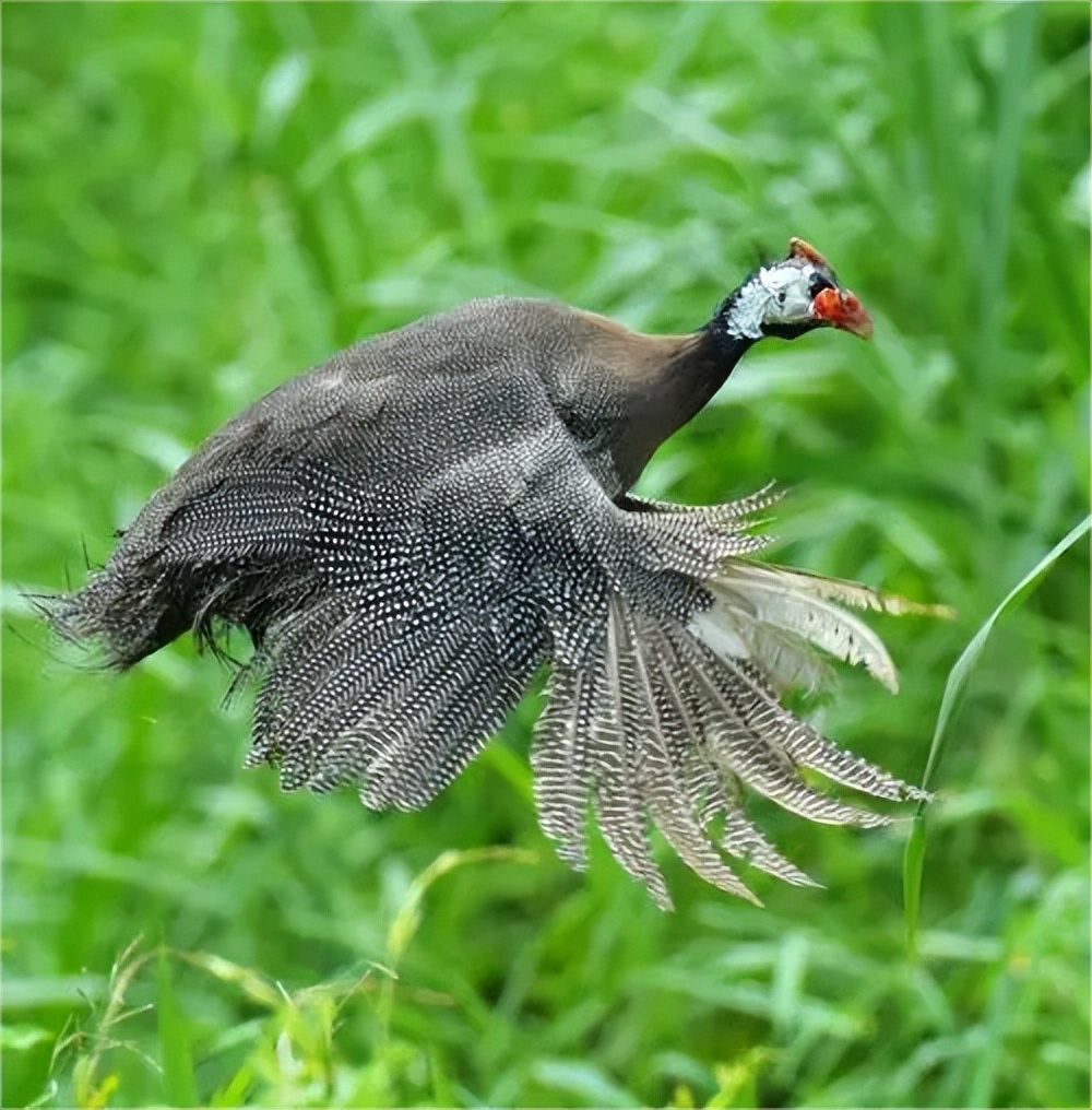 珍珠鸡育雏需要什么条件,育雏珍珠鸡怎么分公母