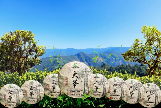 普洱镇沅生态茶,普洱茶产业高质量发展
