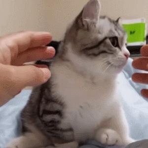 猫咪高冷不亲人,猫咪高冷怎么养活它