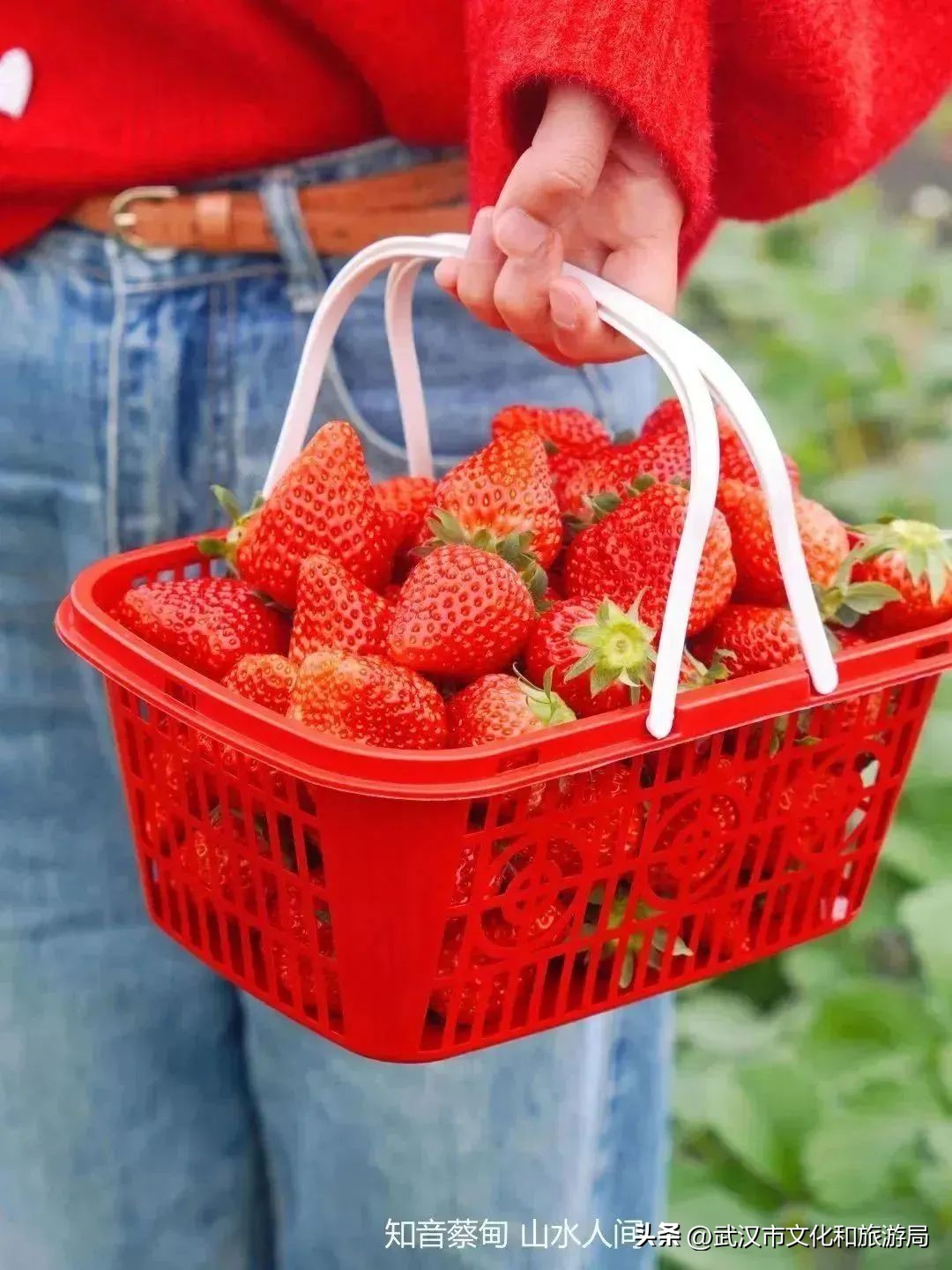 又红又大的草莓欢迎采摘,最近的草莓采摘在哪里