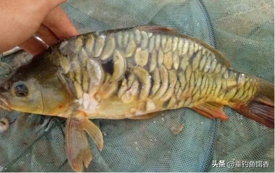 钓到黄金鲤鱼要不要放生,放生买什么鱼最吉利