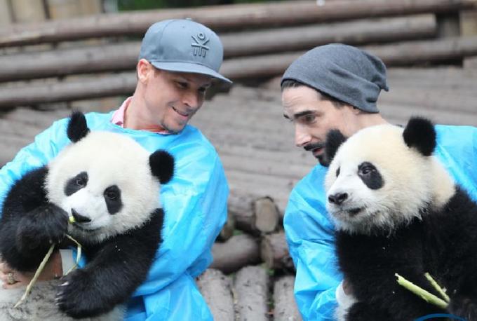 大熊猫基地怎么才能去喂大熊猫,大熊猫基地怎么去九寨沟