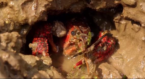 小伙养龙虾,小伙养十只大龙虾