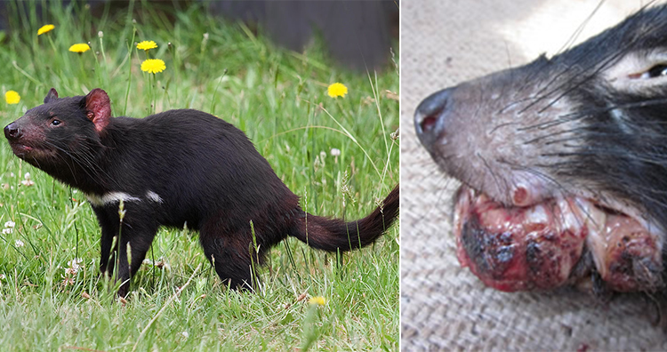 100个怪异动物现象,摩登大自然十大怪异动物