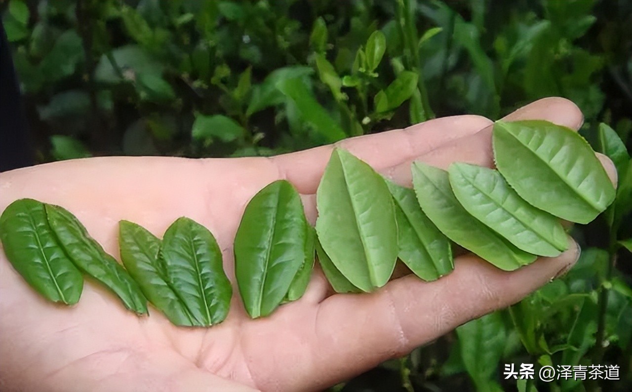 “自古名寺出名茶”，什么样的茶才能称为禅茶呢？