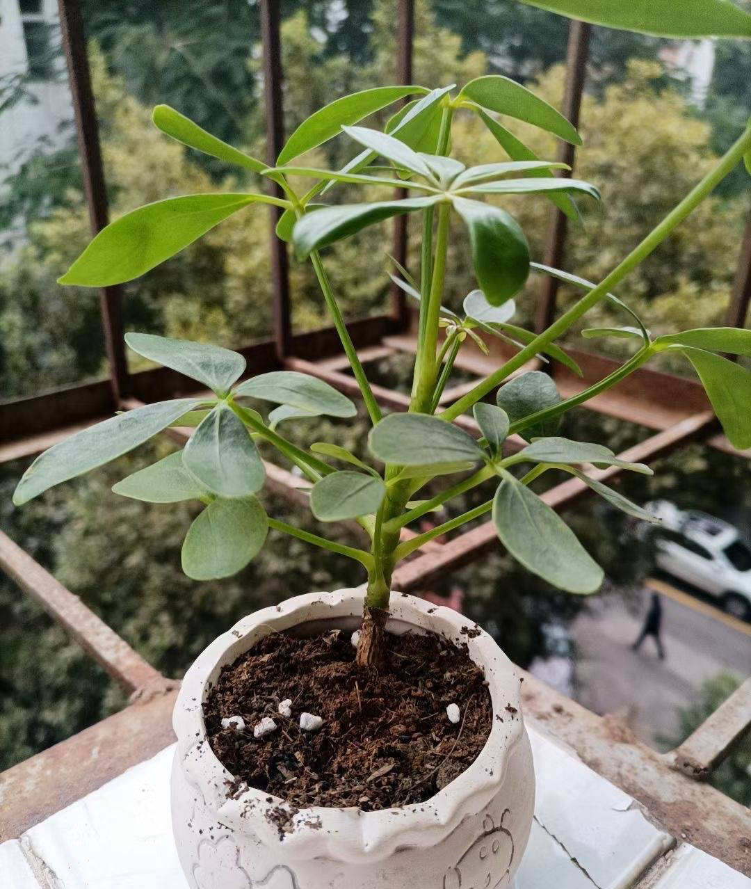 刚装修的房子里适合养什么花,刚装修好的房子养什么花最好