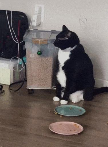 什么类型的猫咪最听话好养,新手养什么猫咪最合适不容易生病