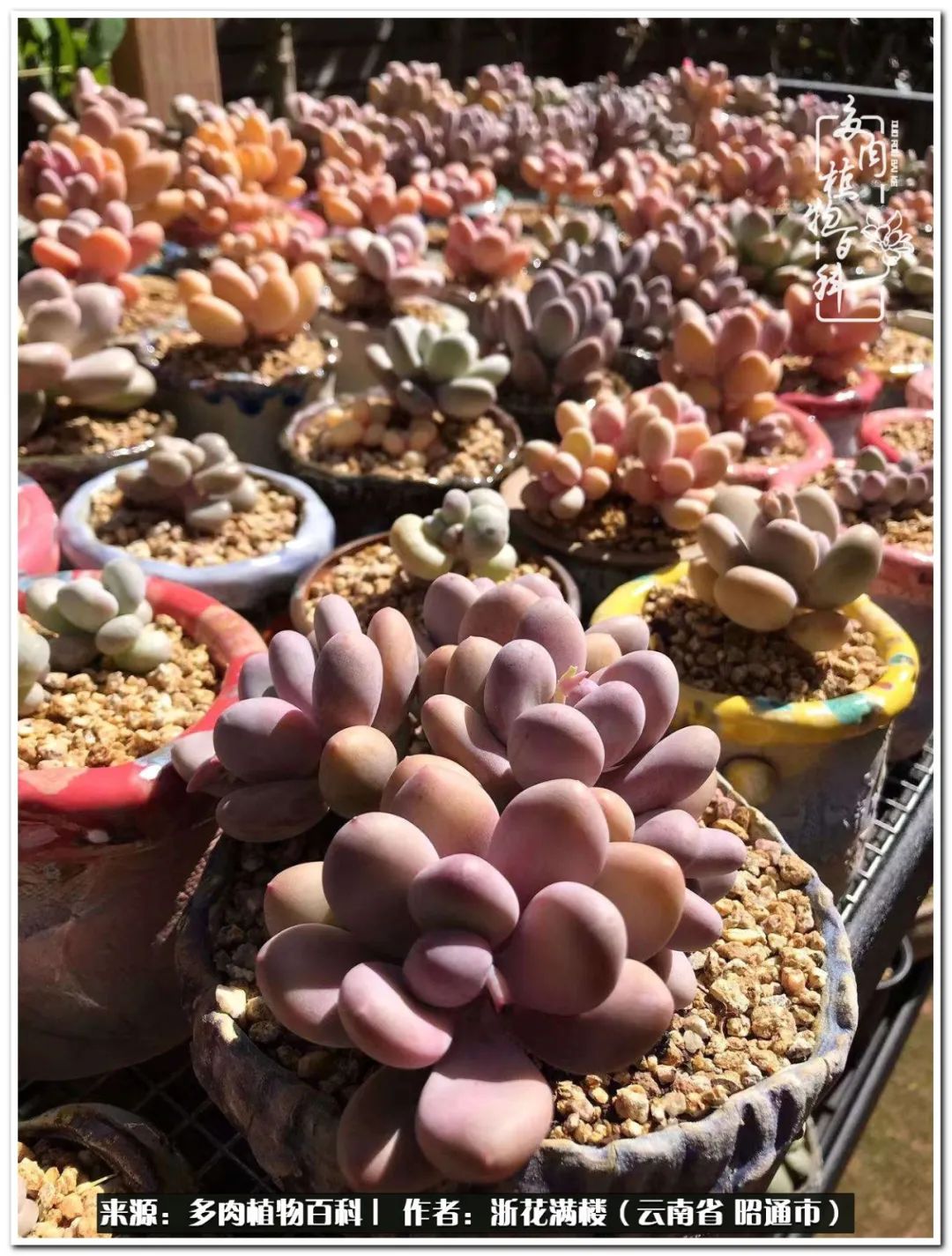 奔跑吧跑步,奔跑吧多肉盆栽