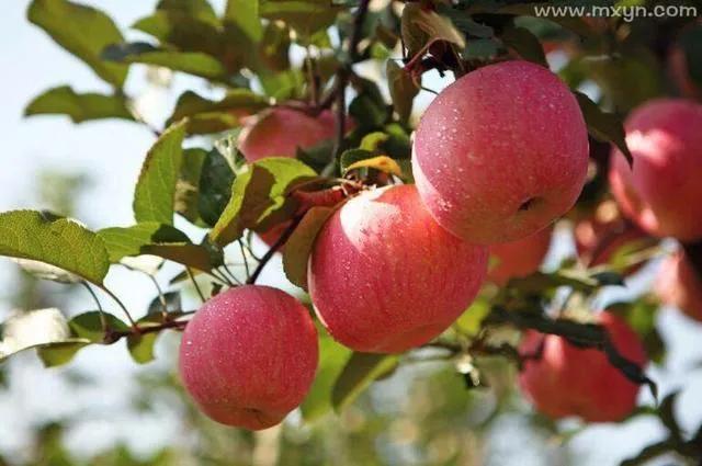 五树进阳宅有什么说法,农村俗语五树进宅子孙富贵