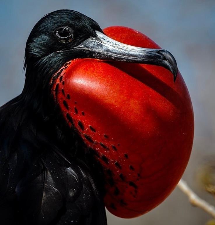 日本女子相扑现场实拍,日本最早期女子相扑图片