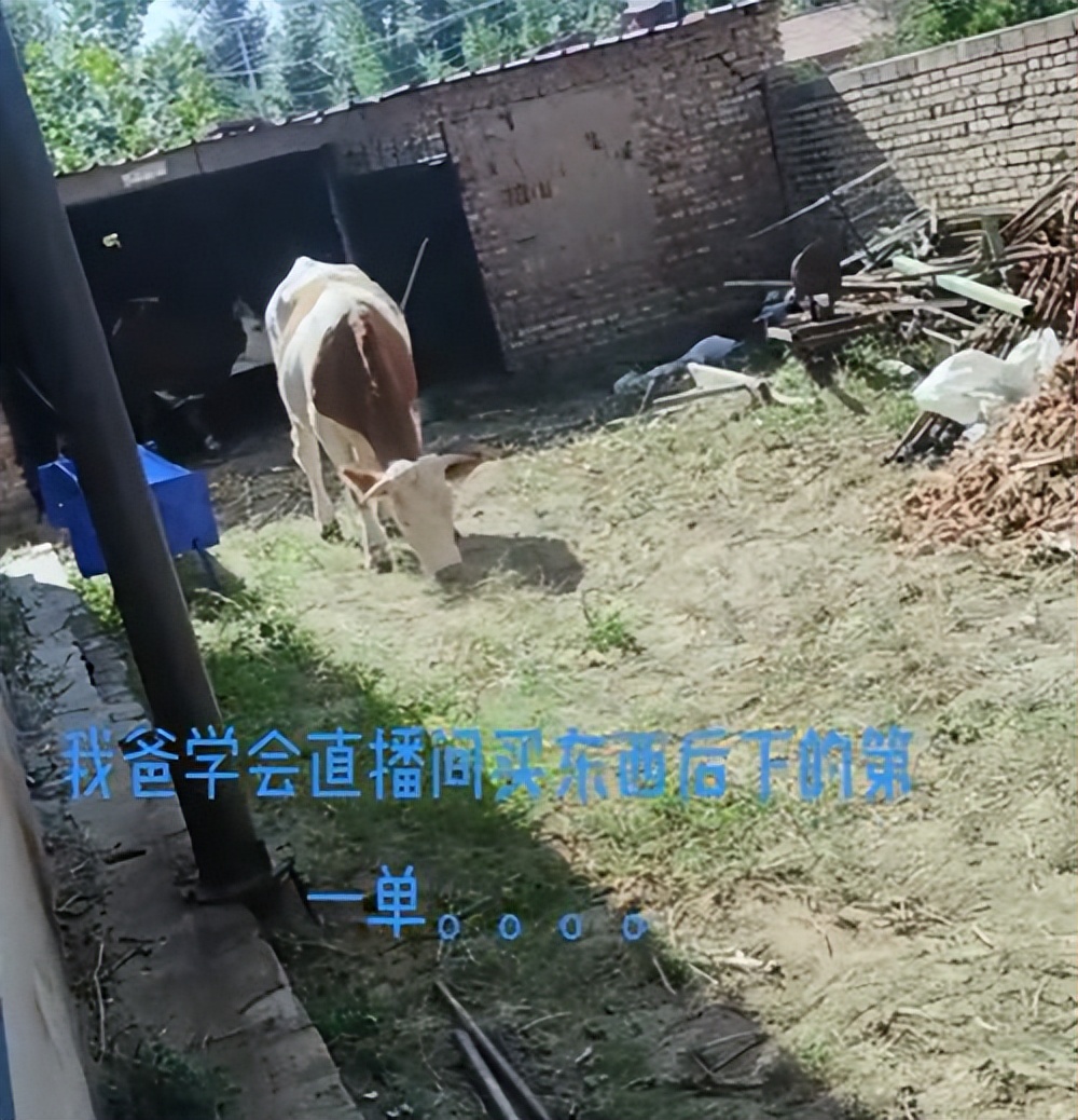 男子45000网购4头牛,爸爸第1次网购买下整头牛