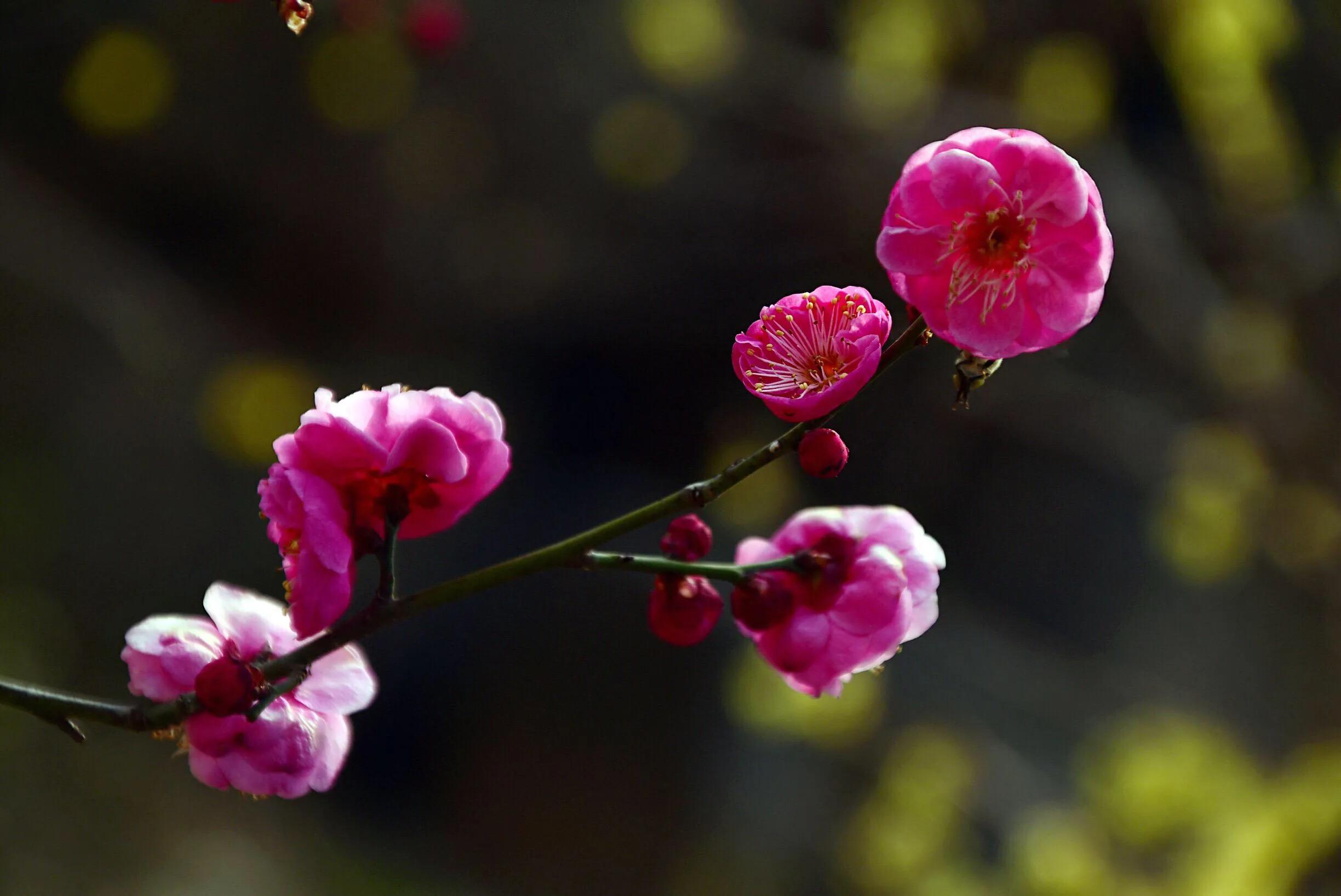 花卉摄影秋日的浪漫,花卉摄影春暖梅花开