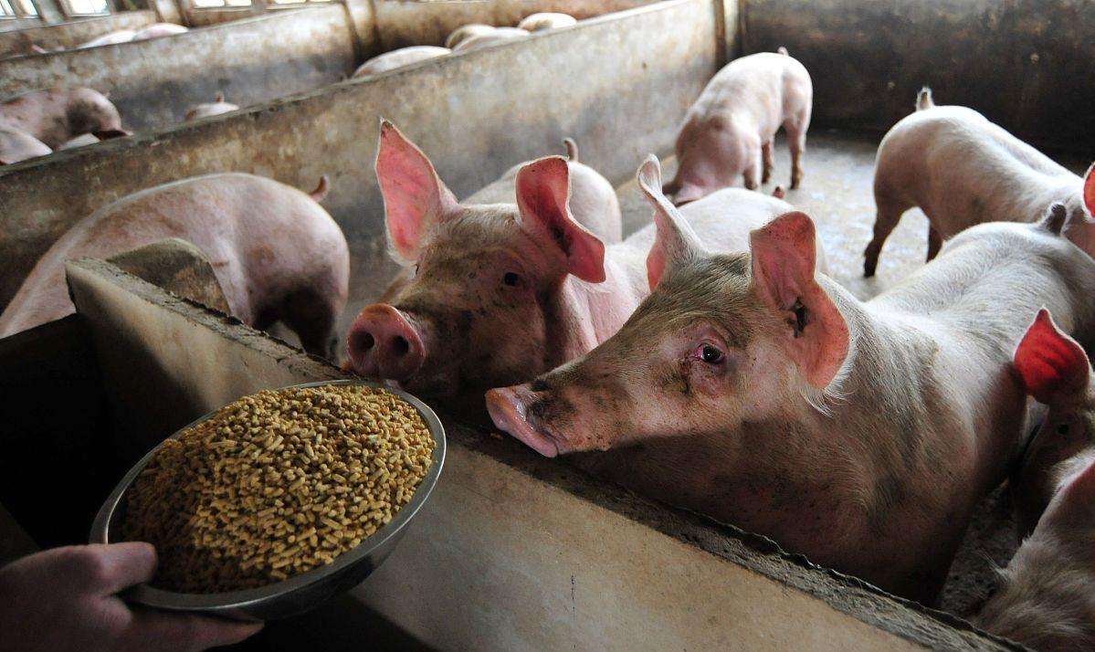 猪价上涨六七月份猪价怎样走,猪价大幅下跌春节前猪价还能涨吗