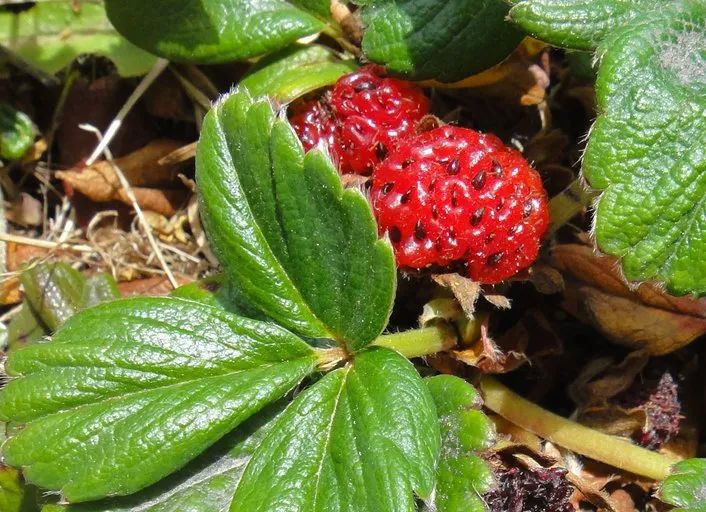 法国的弗州草莓和智利草莓从哪来,凤梨草莓跟普通草莓