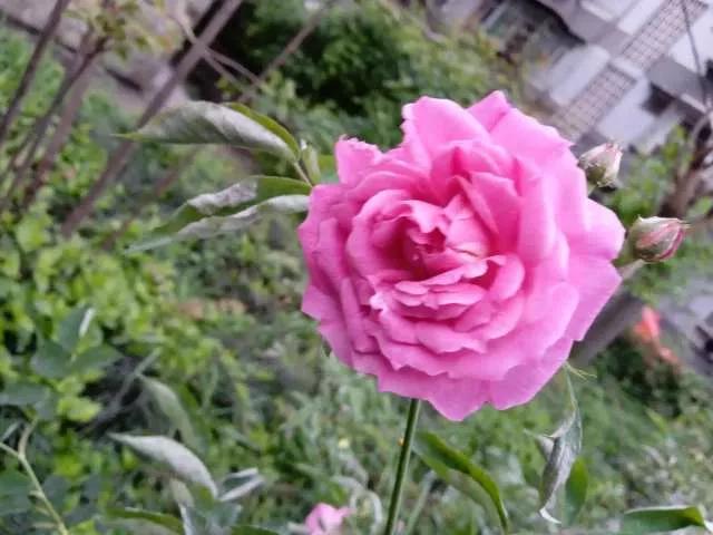 想要拥有自己的一间花店,好想拥有这样的一间花店