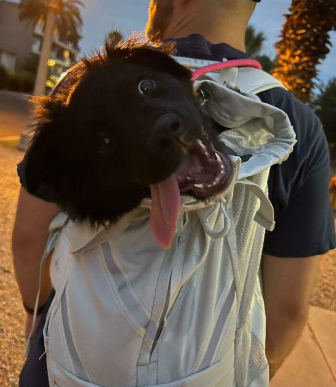 十种非常反骨的狗,狗狗反骨是什么原因