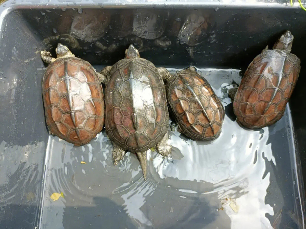 在山上发现只有壳没有身体的乌龟,在山上怎么样才能发现乌龟