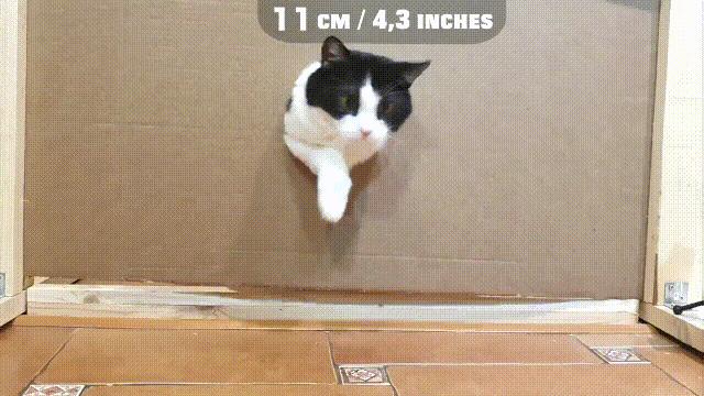 液体猫是真的吗,为什么都说猫咪是液体猫