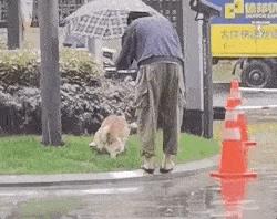 千万别养两只柴犬,千万不要养的狗子