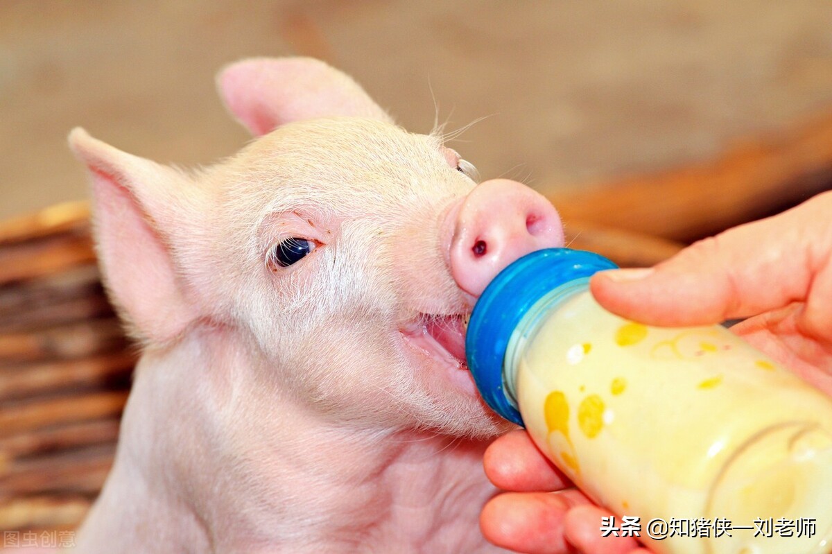 猪场所有猪突发全部拉稀,猪场治疗拉稀的药