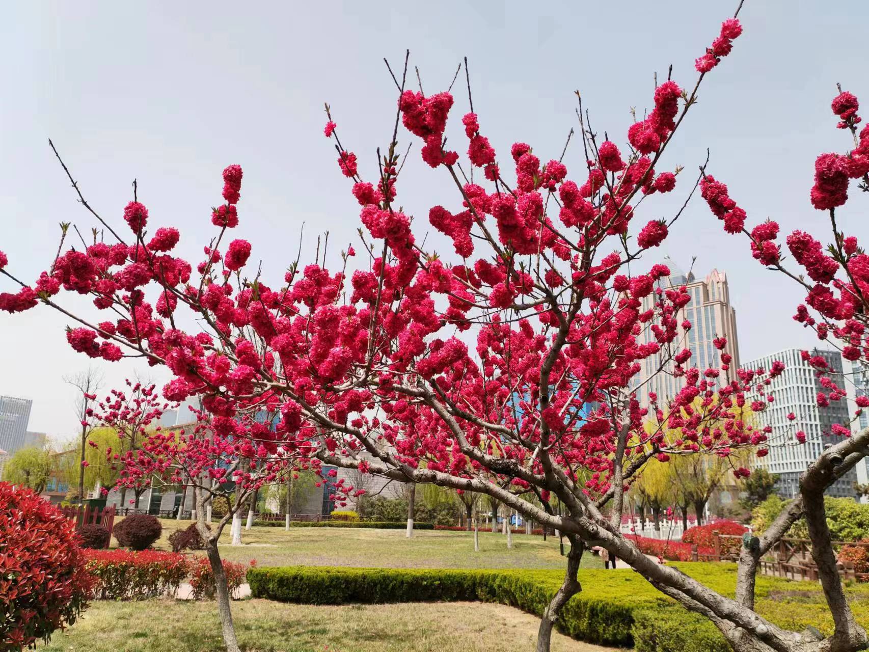 原创七绝春藏头诗,春吟新韵的七绝诗