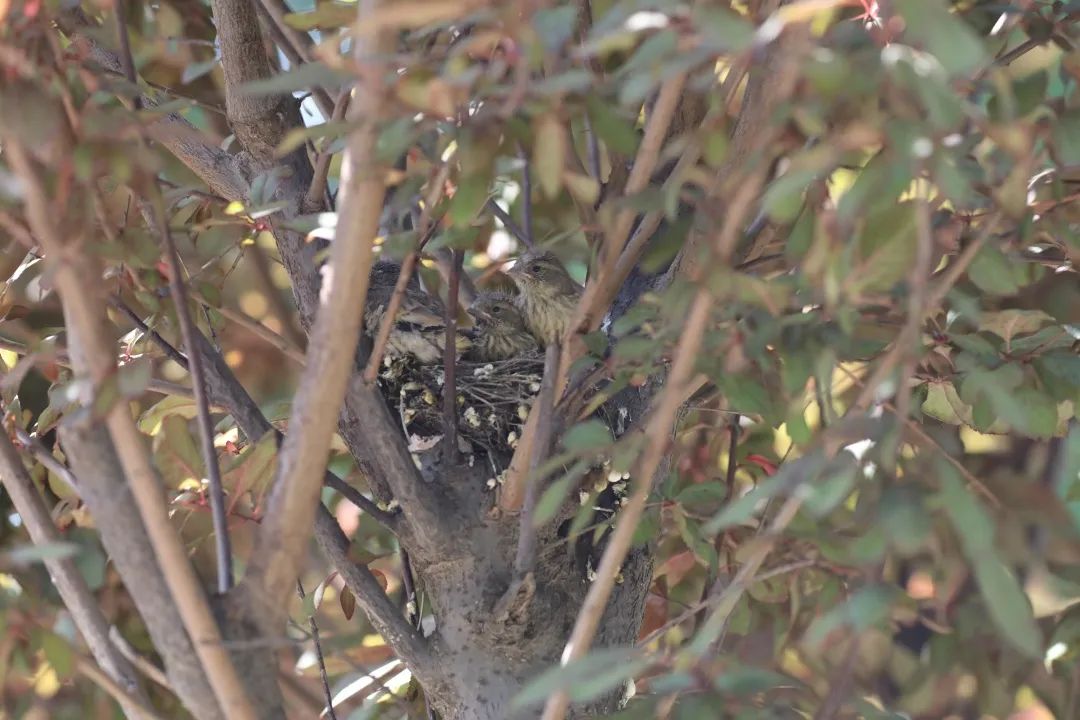 师大寻鸟记，这些小可爱，你都见过吗？