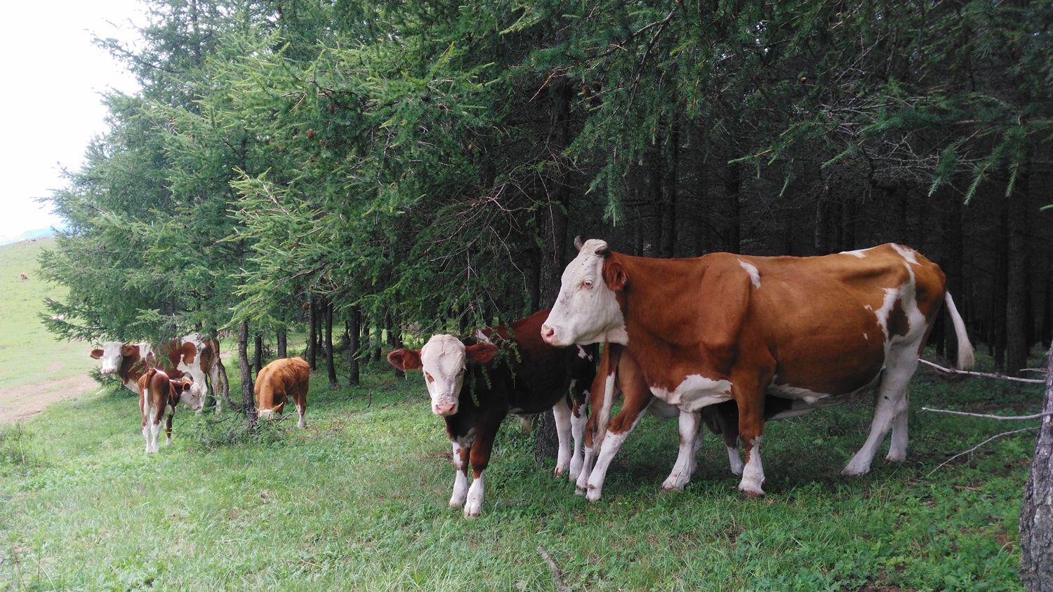 牛肌肉注射部位打针化脓了怎么办,牛打针引起的脓包怎么治
