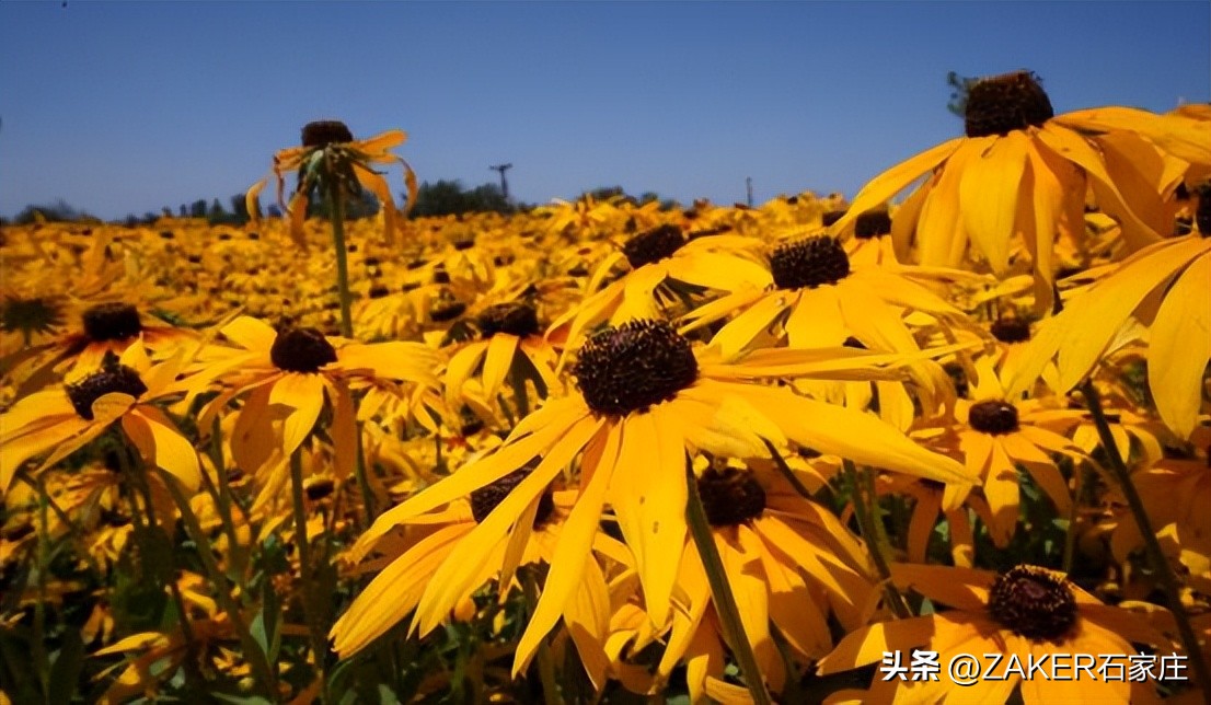 石家庄早新闻,早新闻完整内容