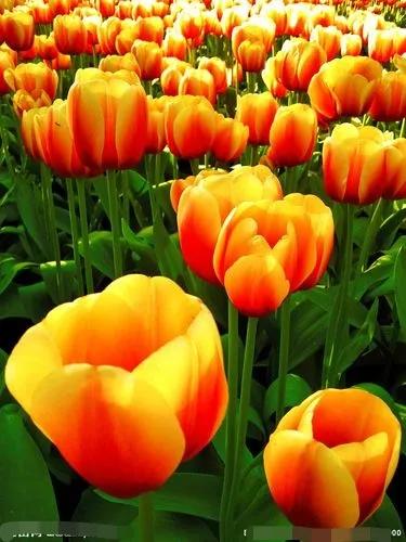 欣赏阳春三月邂逅浪漫郁金香,三月赏郁金香