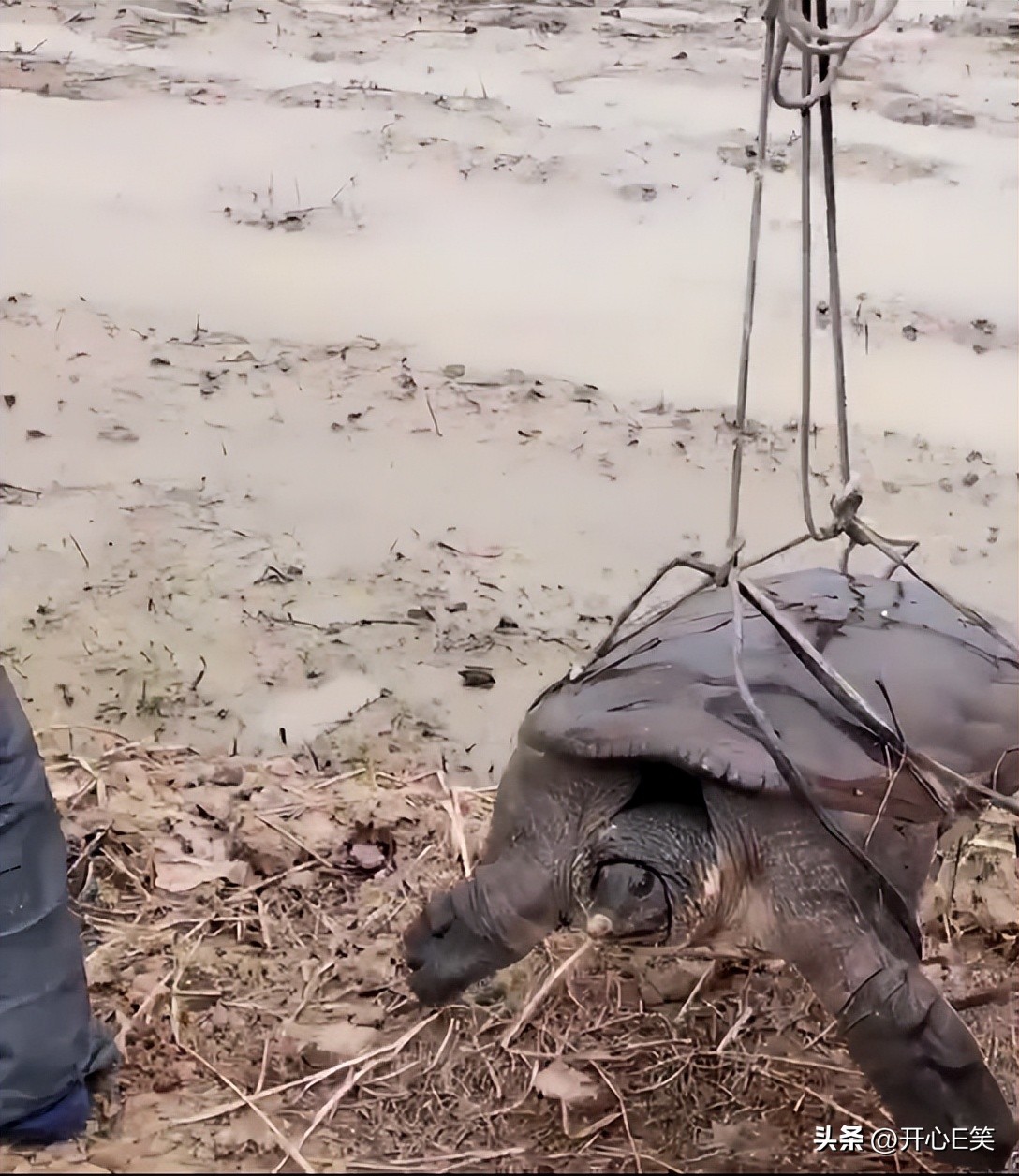 村民捕获2斤重野生甲鱼,80岁老人捕野生甲鱼