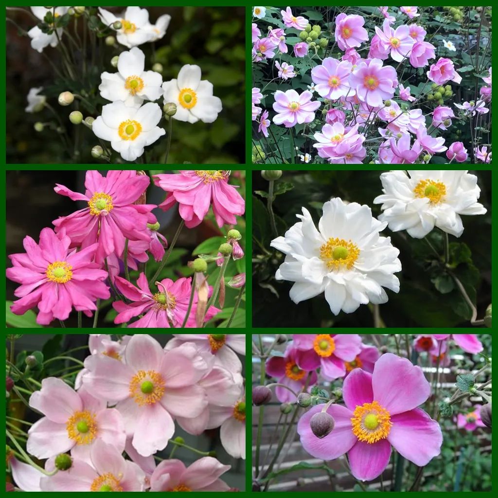 适合在路边种的野花,那些路边不起眼的花儿