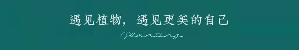 可以入药的百合品种,百合种类名称及图片及花语