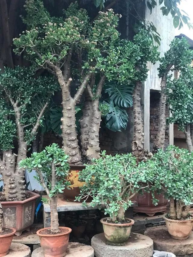 寓意发财好运的花有哪些,六种最旺财吉祥花