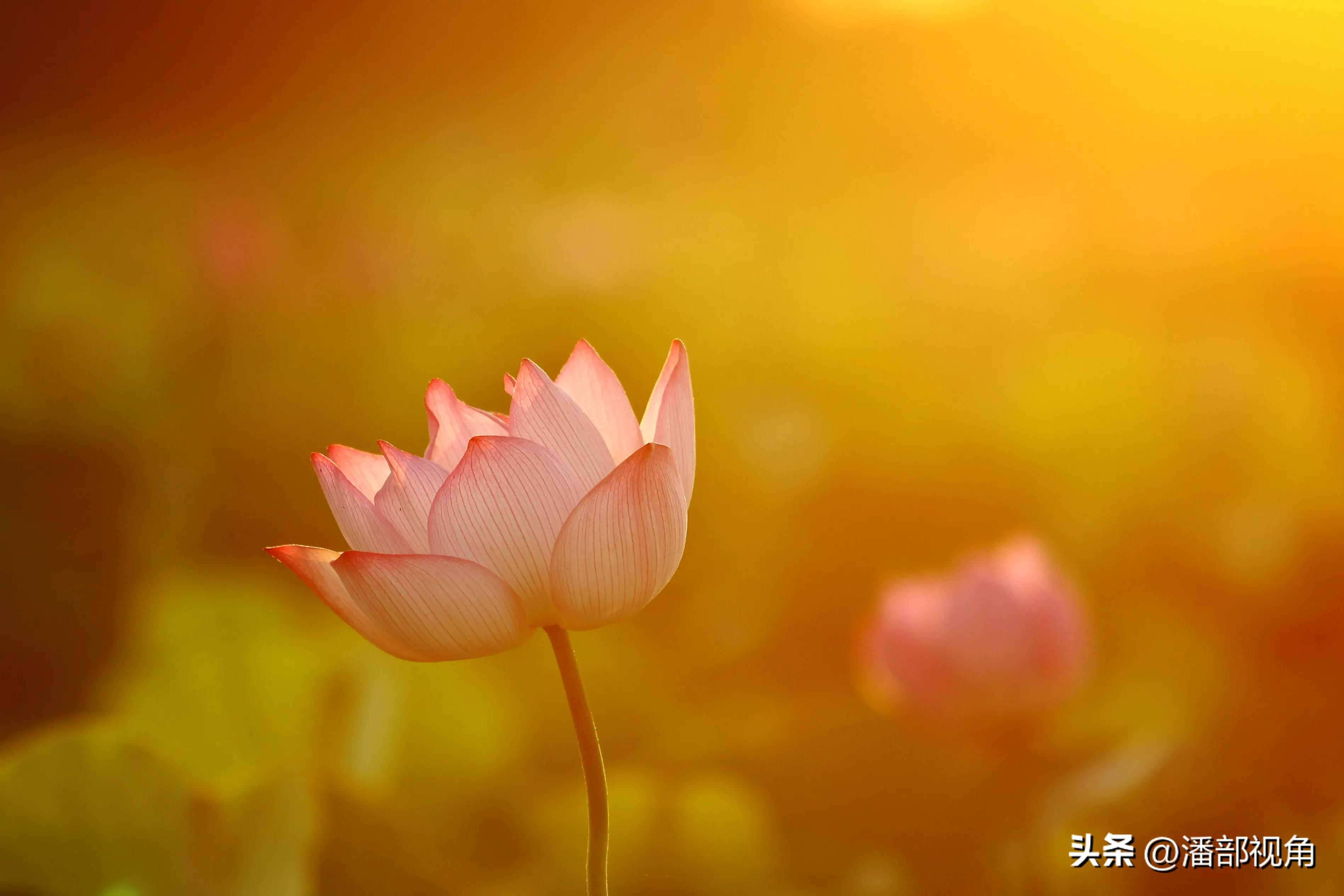 无锡七月底哪里的荷花开了,无锡太湖荷花开了吗