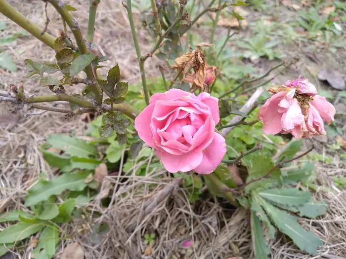 画与景,幼儿长卷画景