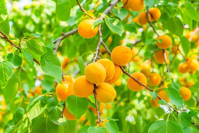 有颜值有内涵人居环境,有颜有格调有料有品质