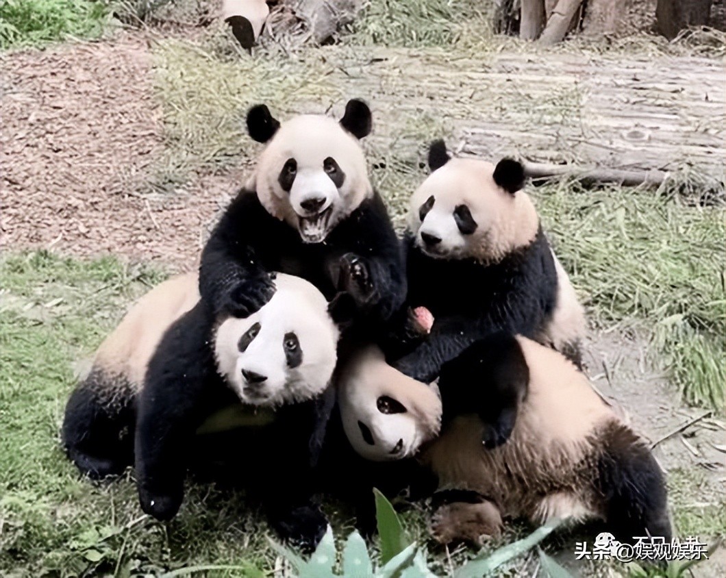 熊猫天团四喜丸子,熊猫四喜丸子和韭菜花叶