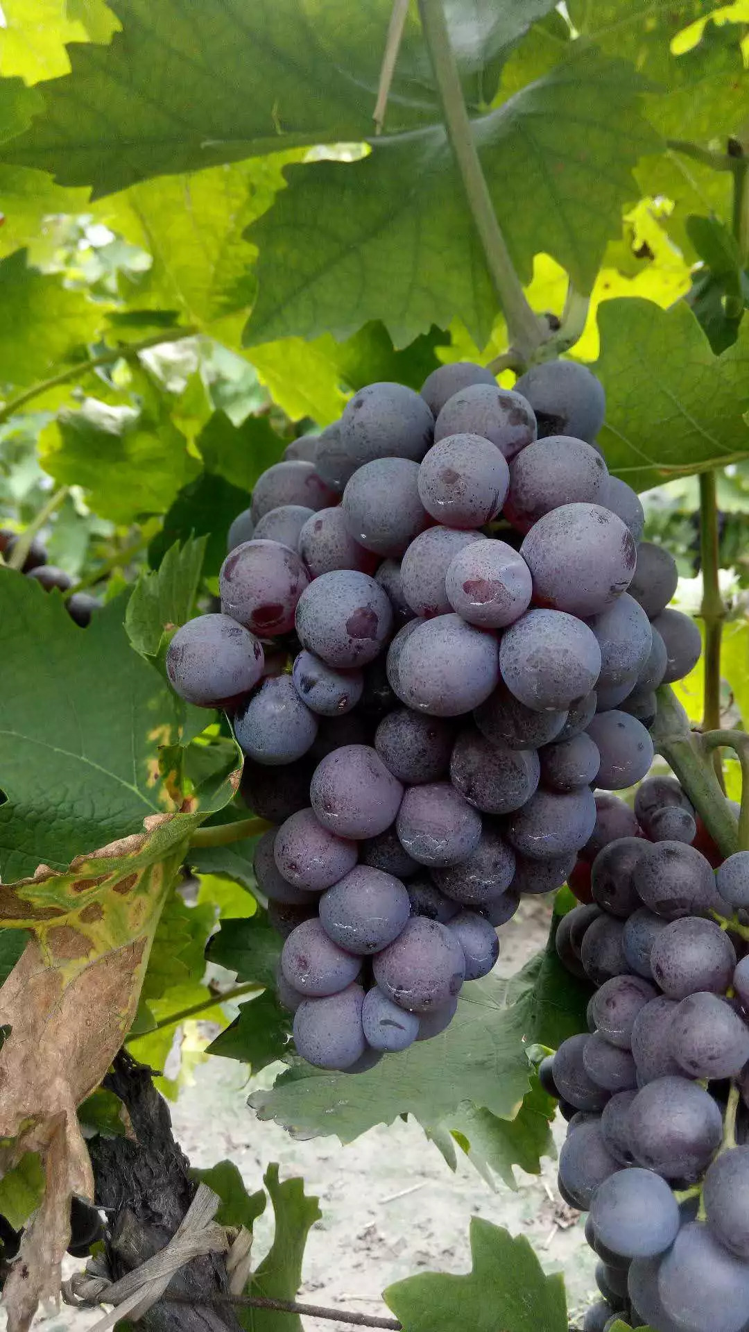 天津有哪些特色土特产,天津的特产什么地方的最正宗