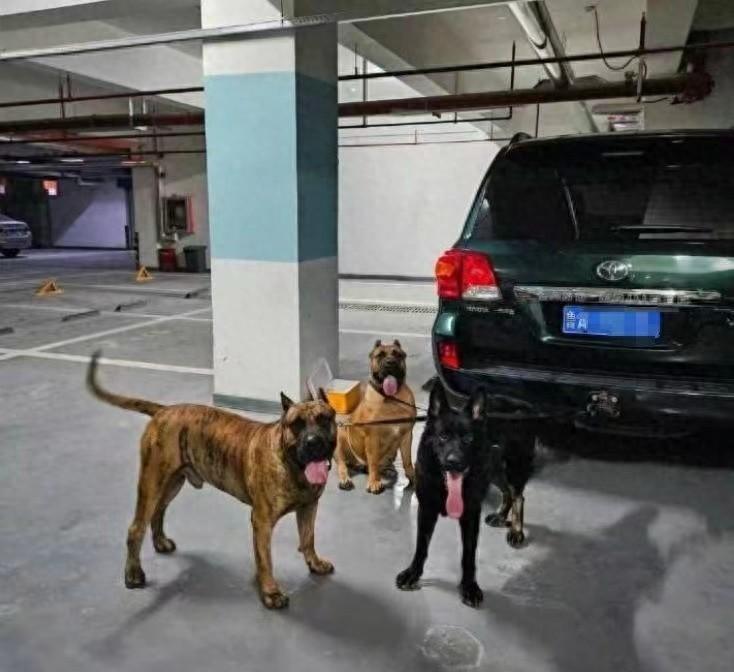 追寻犬神泰山麦兜，市中心探秘异域巴顿！