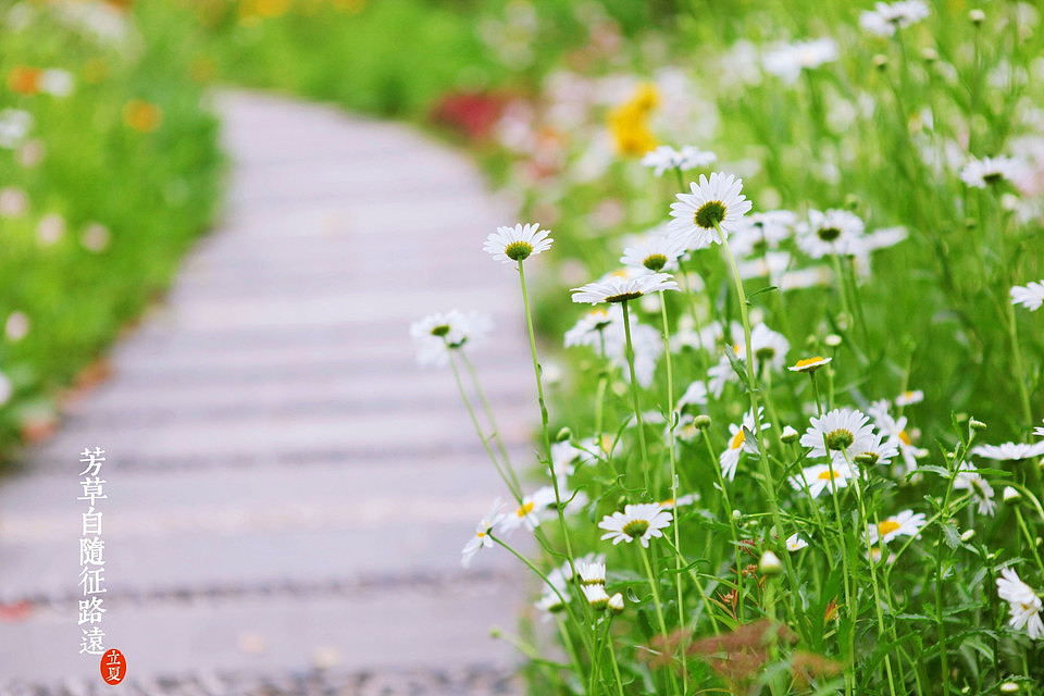 夏天给人的感觉是什么,对夏天的印象与感受