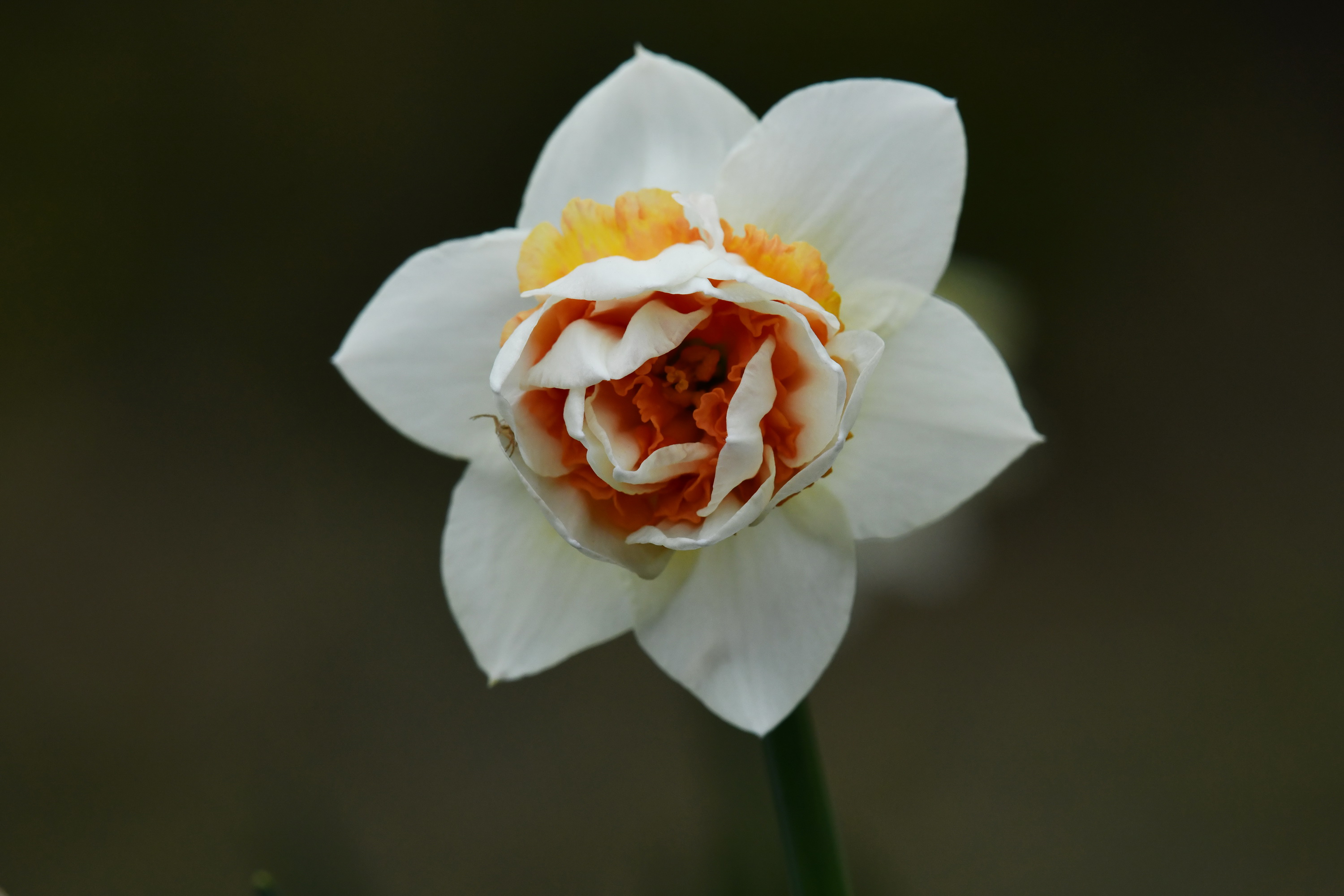 我的林芝一日游攻略,林芝看桃花西藏之旅