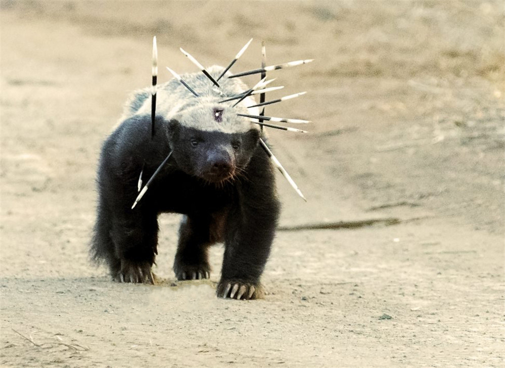 非洲“平头哥”蜜獾有多强？我来告诉你