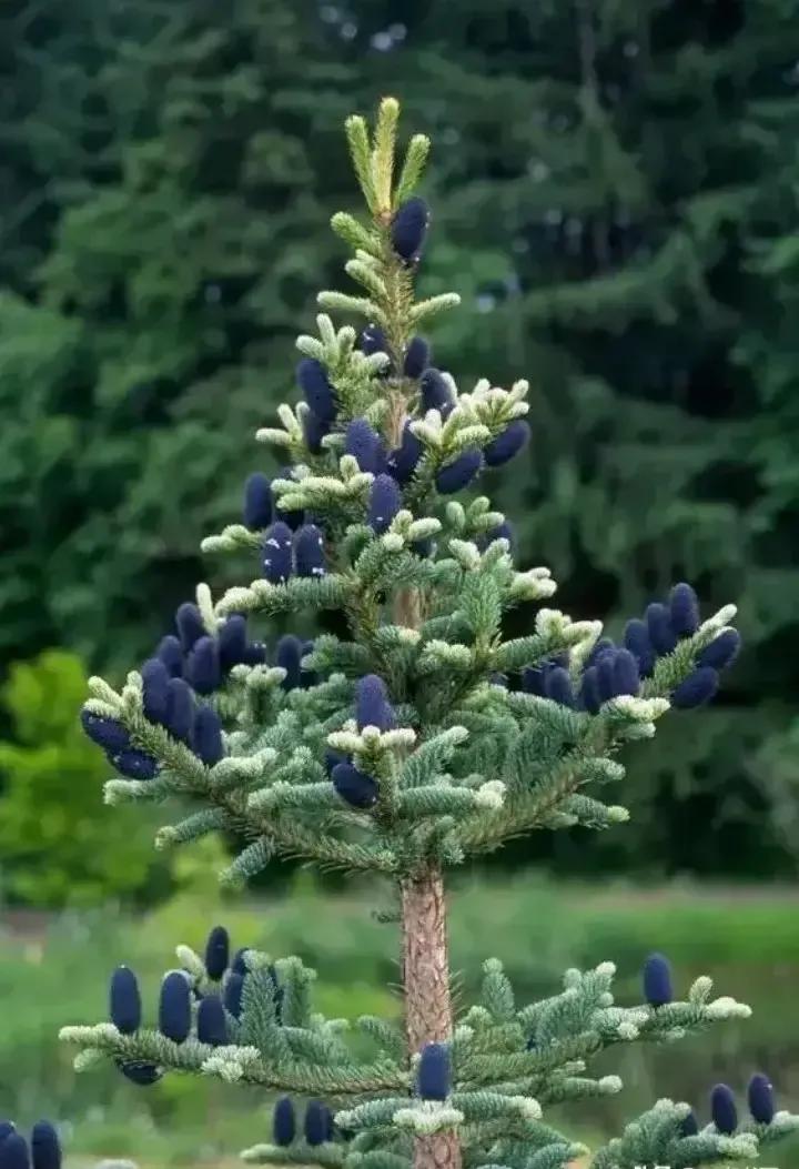 你见过松树吗,什么松树开花很漂亮