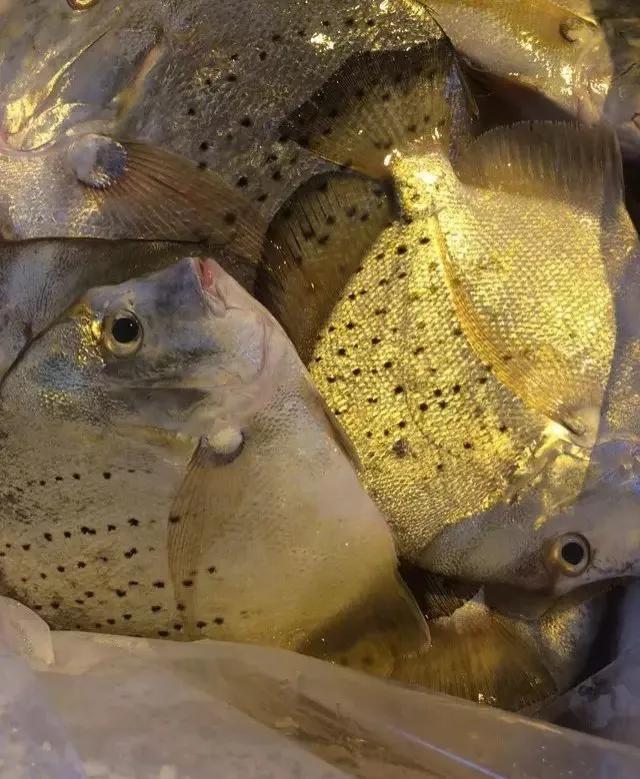 鱼类食材大全名称图片,鱼类菜谱大全100种