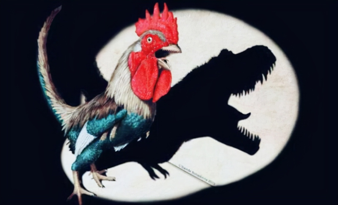 老鹰被鸡咬死,一只老鹰被鸡啄