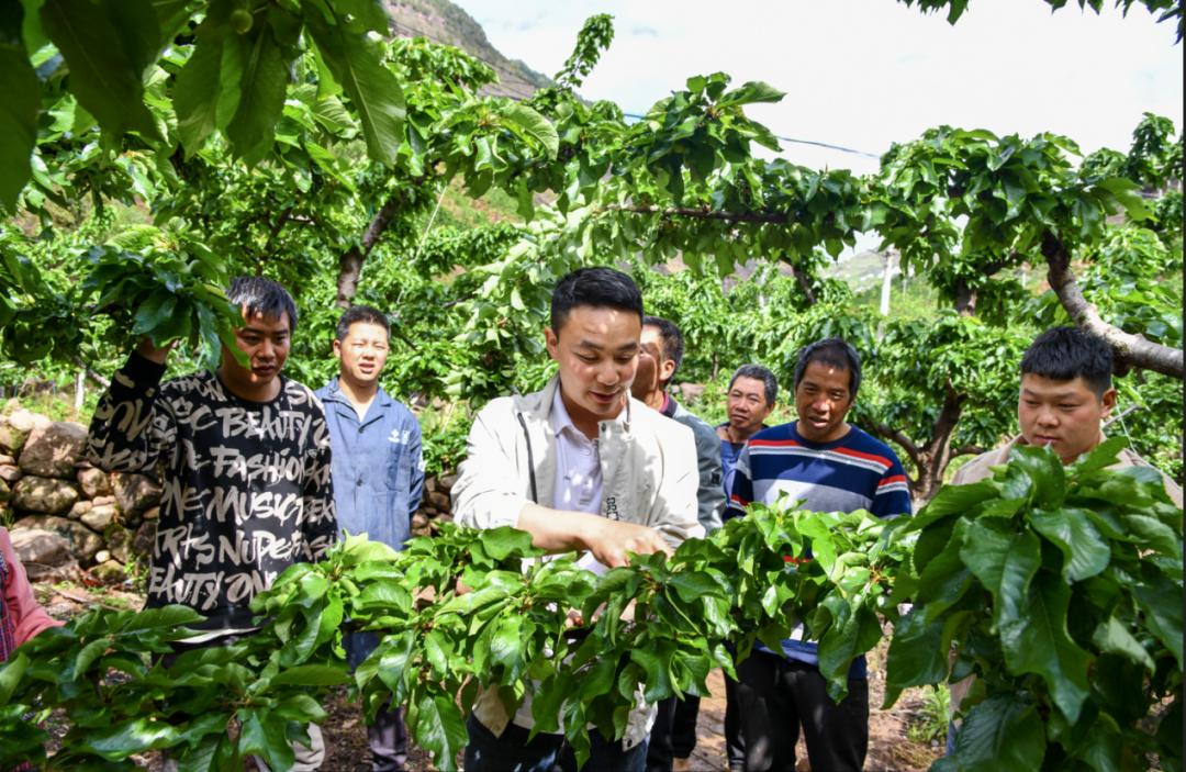 “山里红”樱桃甜又甜——“新农人”任素茂奋斗创业背后的邮政故事