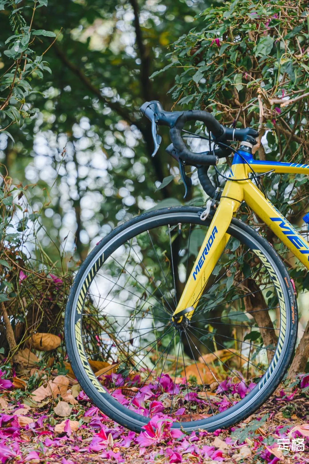 凤凰山绿道开放时间,凤凰山绿道全长多少公里