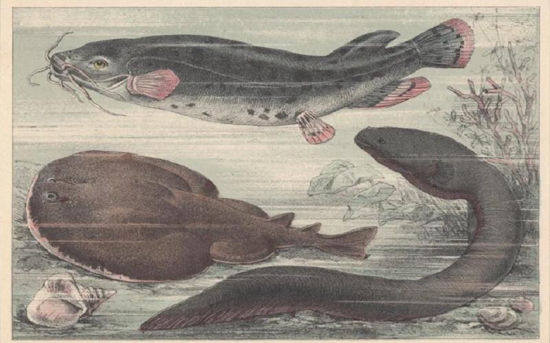 鳄鱼咬住电鳗会不会被电死,鳄鱼咬住电鳗电鳗会死吗