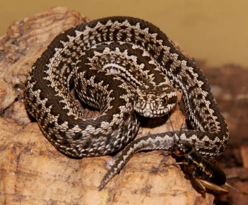 「原来欧洲有这么多种蛇？！」偷师卡塞尔的豢龙大师·下